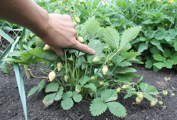 Fraise de jardin