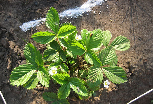 Nourrir les fraises