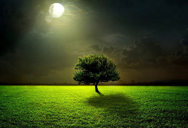 Arbre sous la lune