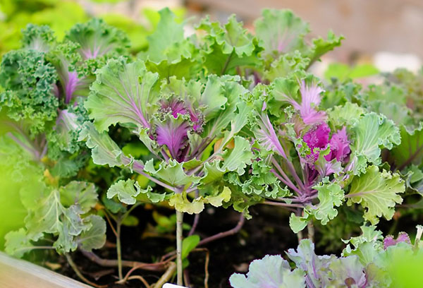 Växande prydnads kålplantor