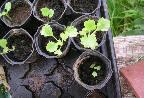 Planter des plants de chou ornemental