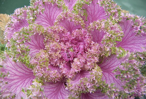 Tête de chou ornemental