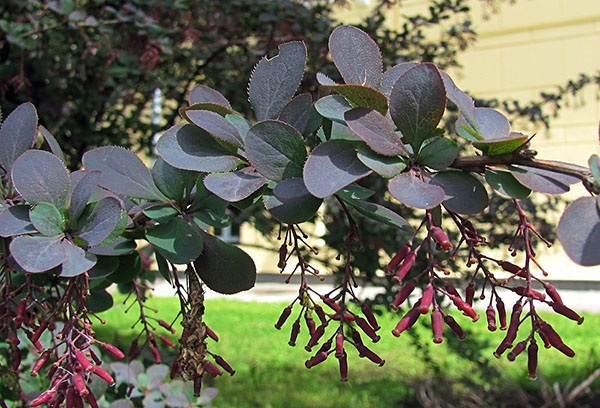 Barberry