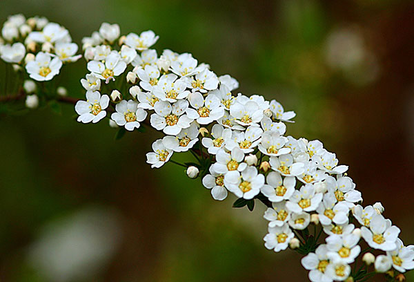 Branche de spirée