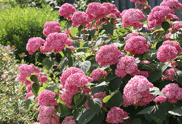 Hortensia rose