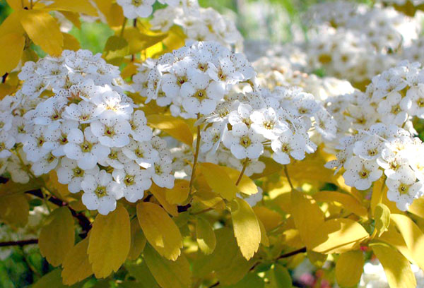 Spirea