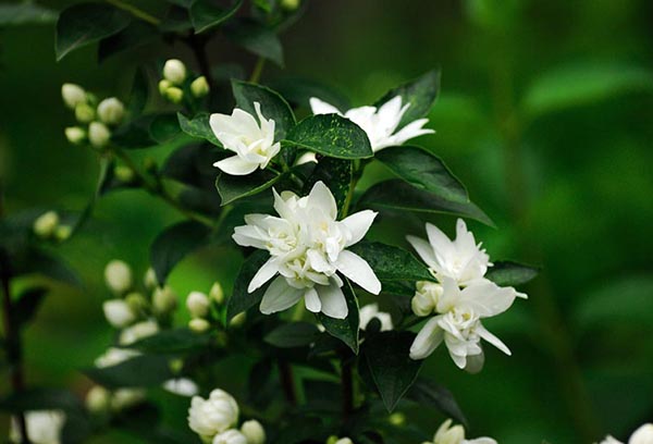 Syringa