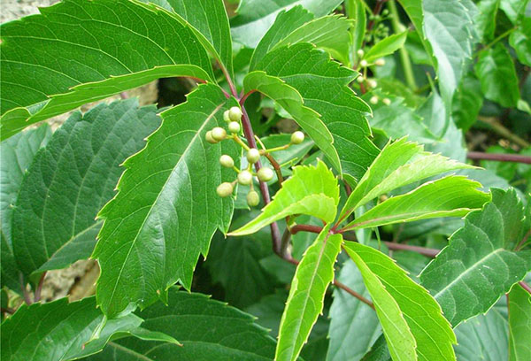 Ovaire du fruit du raisin vierge