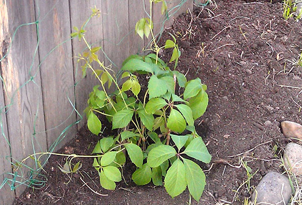 Jeune arbre de raisin de jeune fille