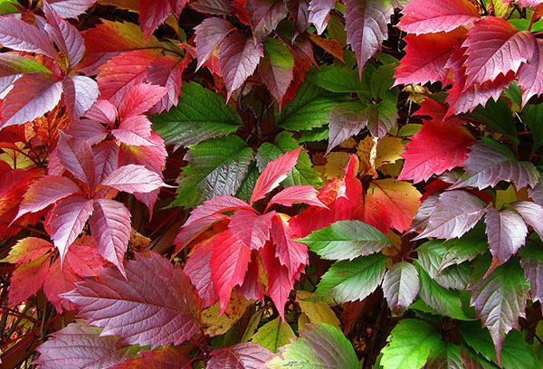 Raisins de fille en automne