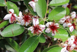 Feijoa blommar