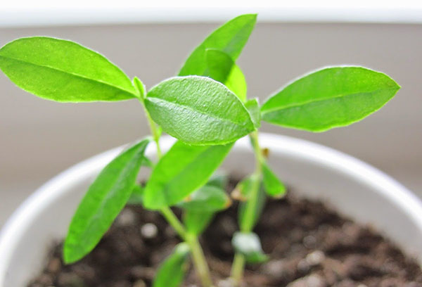 Pousse de Feijoa