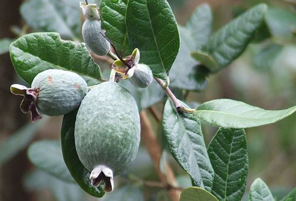 Feijoa äggstock