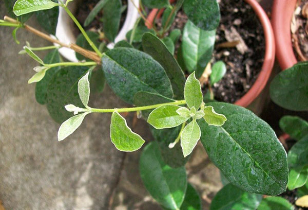 Feijoa i en kruka