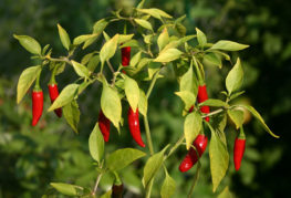 Chili