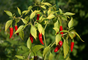 Chili