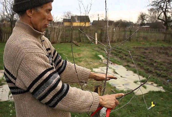 Засаждане на разсад от ябълково дърво през пролетта