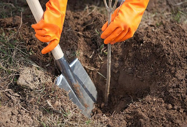 Plantation correcte du pommier