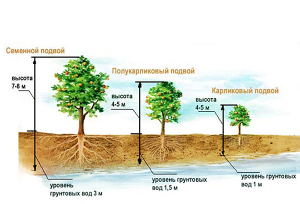 Схема за засаждане на ябълкови овощни градини