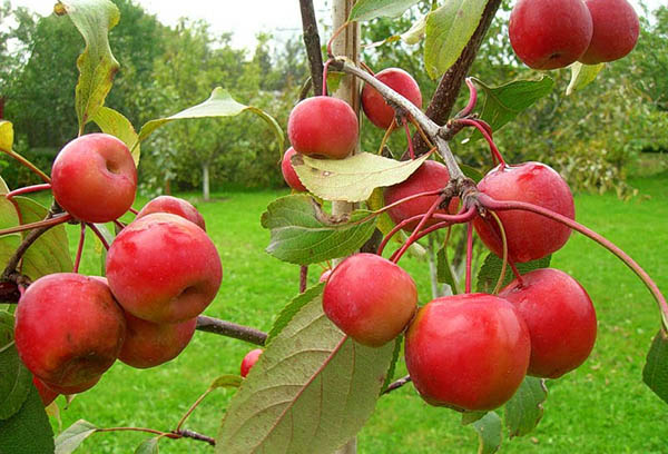 Pommes rouges sur une branche