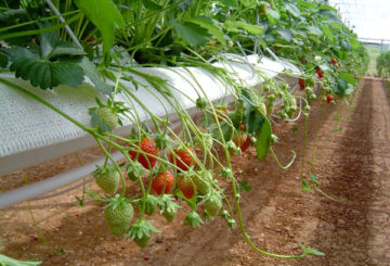 Fraises dans un tube en PVC