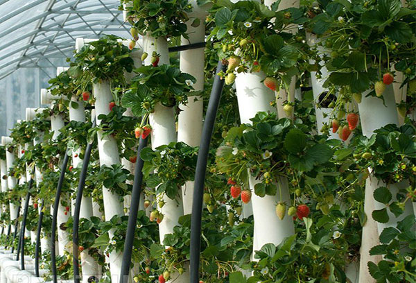 Plantation verticale de fraises dans des tuyaux en PVC