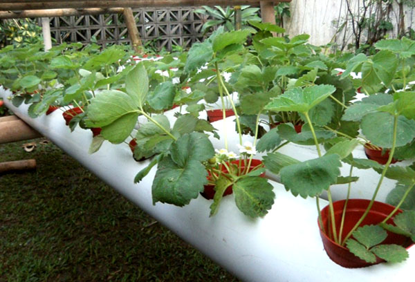 Cultiver des fraises dans un tube horizontal à l'aide de la culture hydroponique