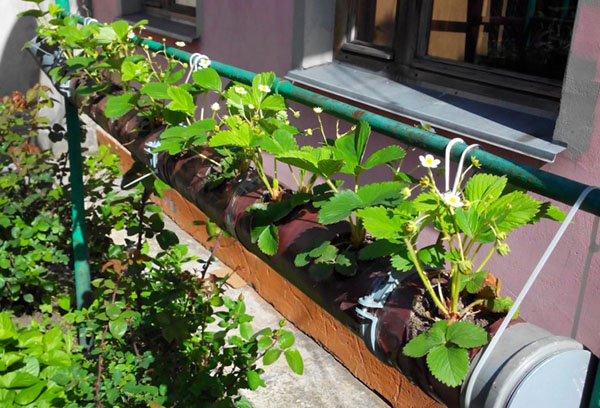 Fraises en tuyau PVC sur le balcon