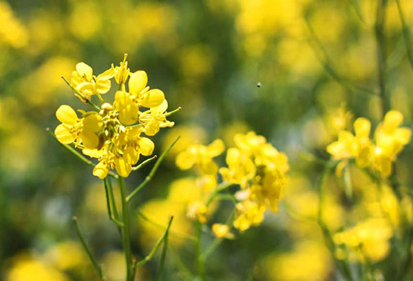 Moutarde en fleurs