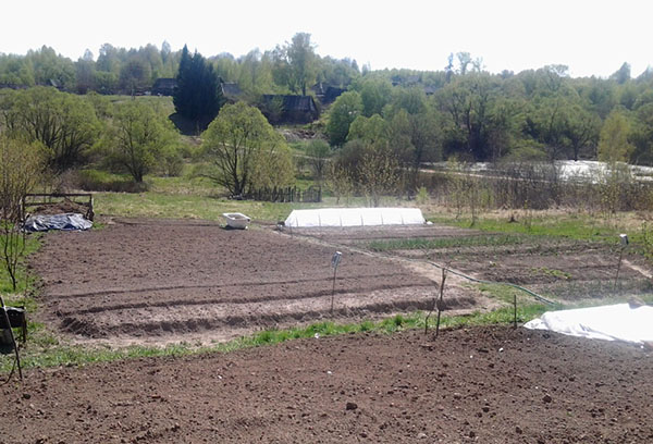 Sol préparé pour l'engrais vert