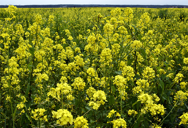 Champ de moutarde