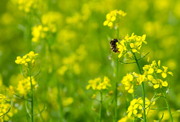 Abeille moutarde