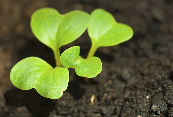 Pousses de radis vert