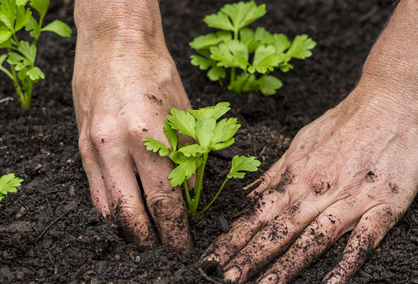 Plantera selleri plantor