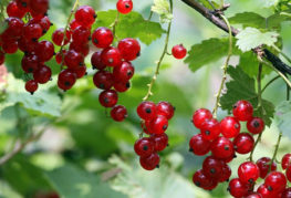 Baies de groseille rouge sur une branche