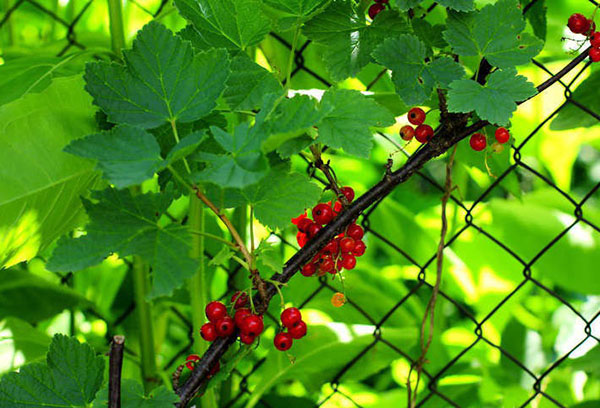 Groseille rouge aux fruits rouges