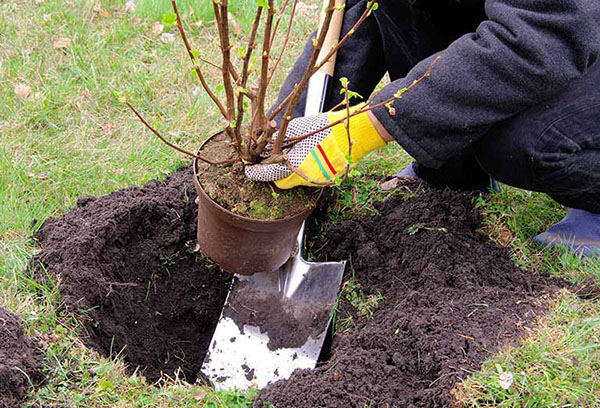 Planter un buisson de groseille rouge