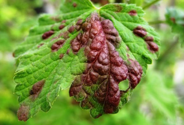 Feuille de groseille rouge endommagée