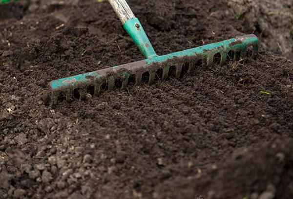 Förbereda en plats för plantering av sallad