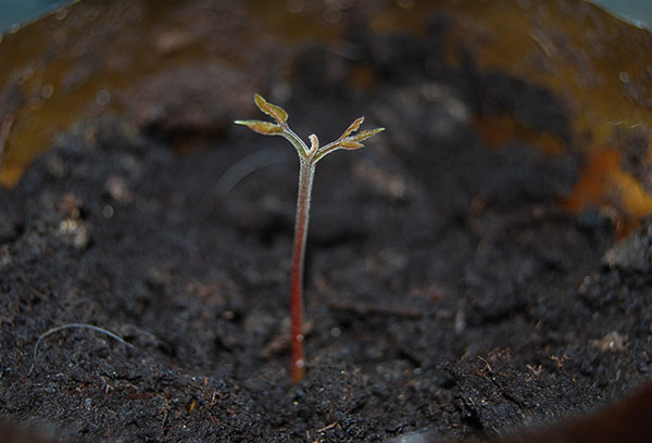 Long nhãn Sprout