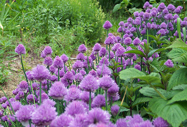 Ciboulette en fleurs