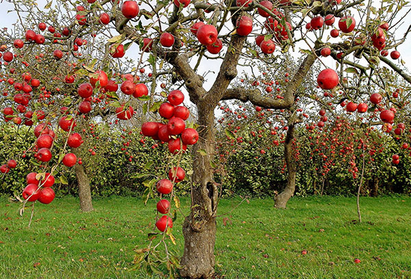 Pommier aux fruits