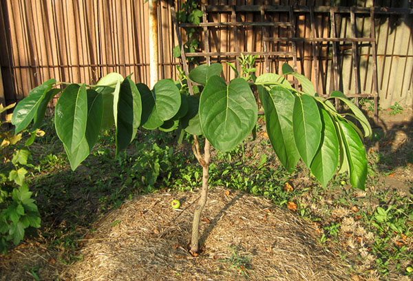 Jeune arbre de pêche