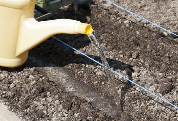 Arroser les plates-bandes avant la plantation