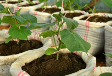 Plantor av gurkor i påsar