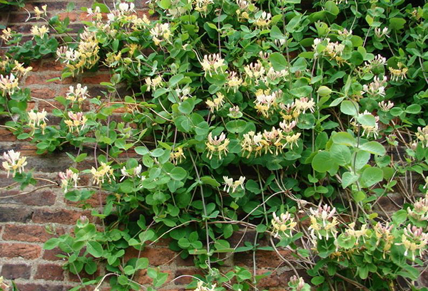 Chèvrefeuille chèvrefeuille sur un mur de briques