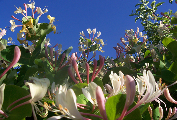 Chèvrefeuille à fleurs