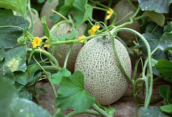 Melons en plein champ