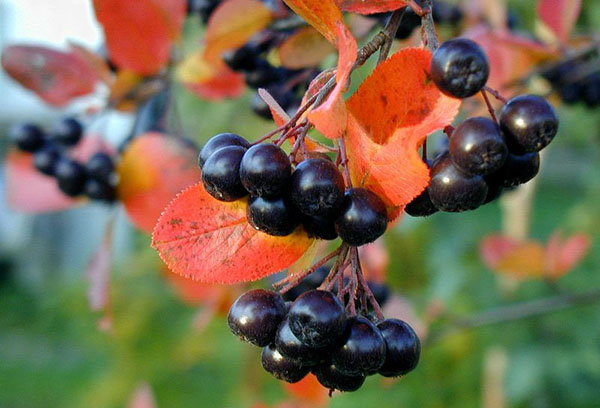 Aronia en automne