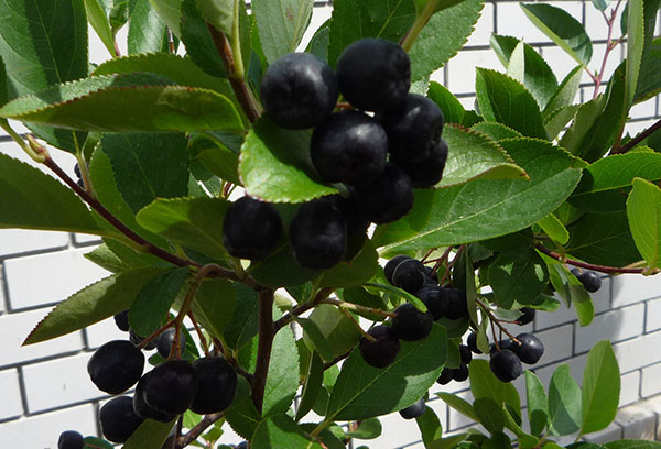 Aronia à la campagne